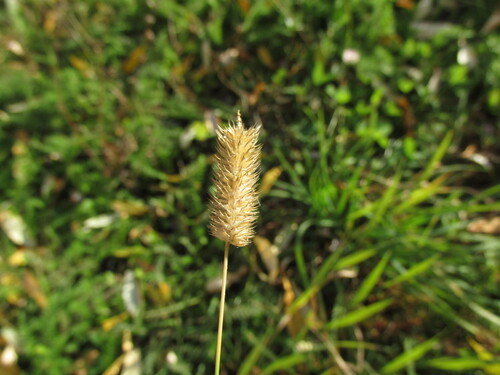 Phleum pratense observed 2026-10-25