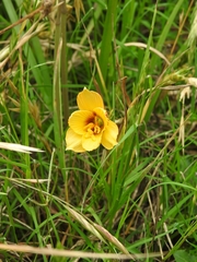 Zephyranthes tubispatha