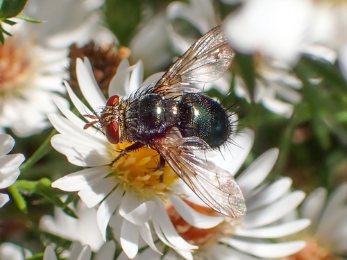 Archytas metallicus