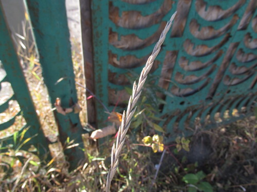 Elymus repens observed 2026-10-25