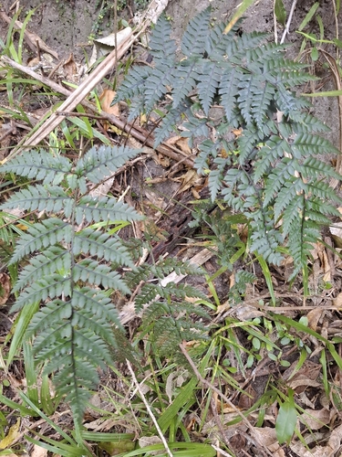 Polystichum neozelandicum observed 2026-10-26