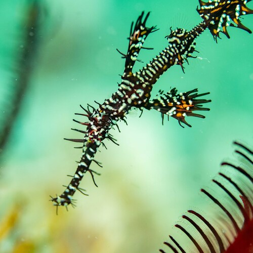 Solenostomus observed 2026-10-19