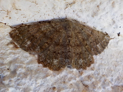 Dicrognophos sartata