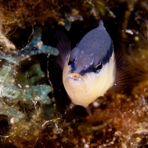 Pseudochromis observed 2026-10-19