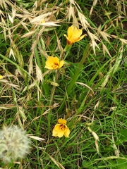 Zephyranthes tubispatha