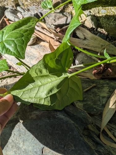 Mikania micrantha observed 2026-10-26