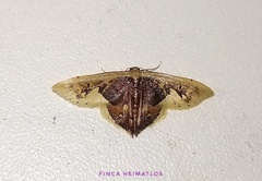 Idaea flavicosta