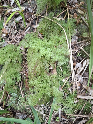 Hymenophyllum australe observed 2026-10-26