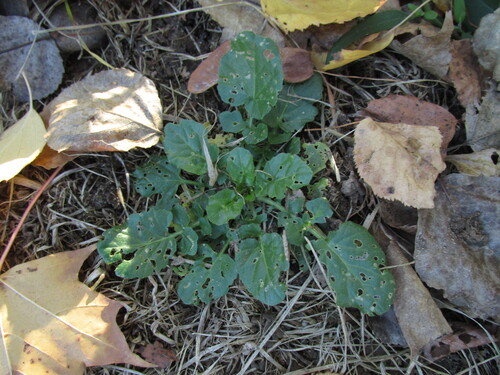 Barbarea vulgaris, 2026-10-25