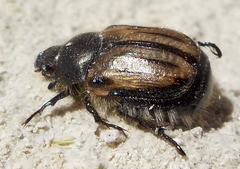 Blitopertha lineolata