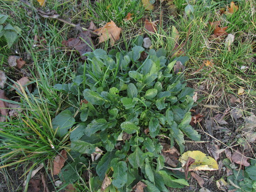 Barbarea vulgaris, 2026-10-25