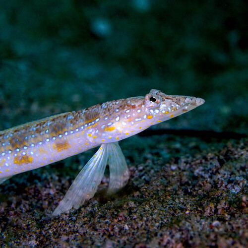 Trichonotus observed 2026-10-19