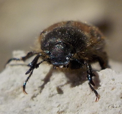 Blitopertha lineolata