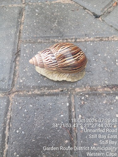 Achatina zebra observed 2026-10-18