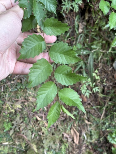 Zelkova serrata observed 2026-10-26