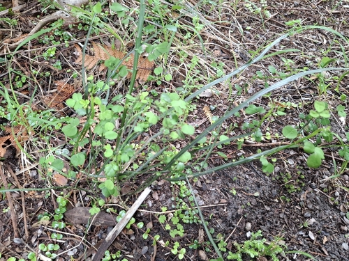 Carmichaelia australis observed 2026-10-26