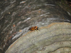 Athalia rosae