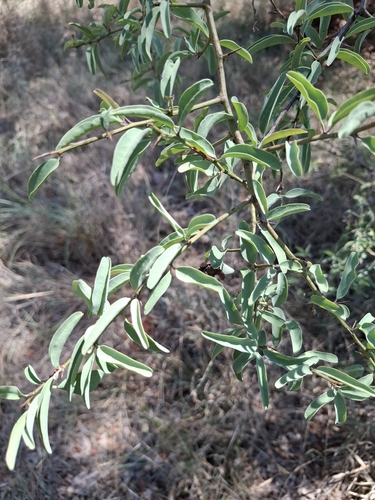 Ximenia americana observed 2026-10-26
