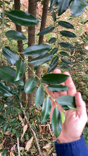 Diospyros australis, 2026-10-06