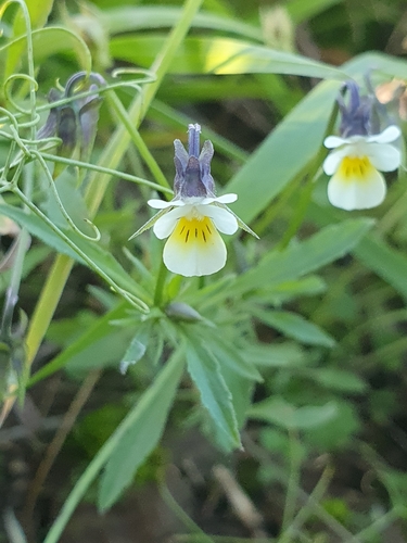 Viola arvensis, 2026-10-25