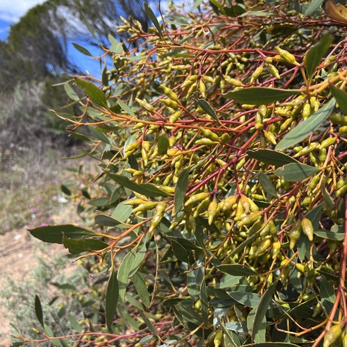 Eucalyptus incrassata observed 2026-10-26