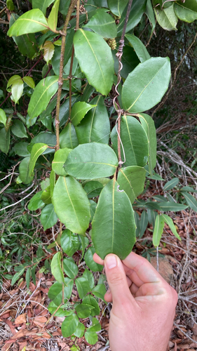 Tetrastigma observed 2026-10-23