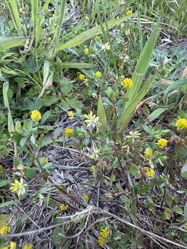 Trifolium dubium observed 2026-10-26