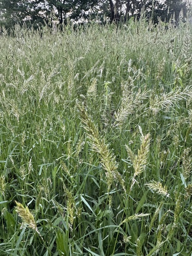 Anthoxanthum odoratum observed 2026-10-26