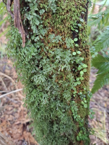 Polyphlebium venosum observed 2026-10-26