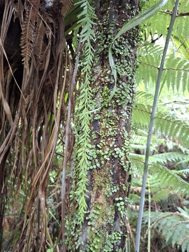 Tmesipteris observed 2026-10-26