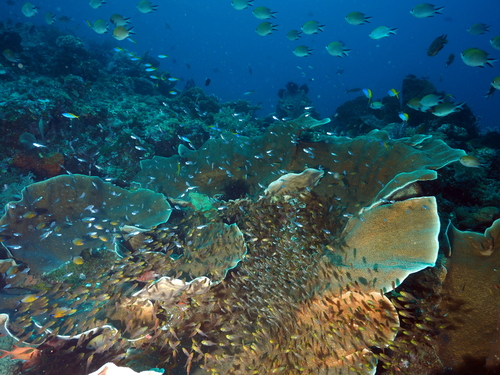 Parapriacanthus observed 2026-10-14