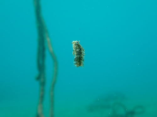 Petroscirtes mitratus observed 2026-10-26