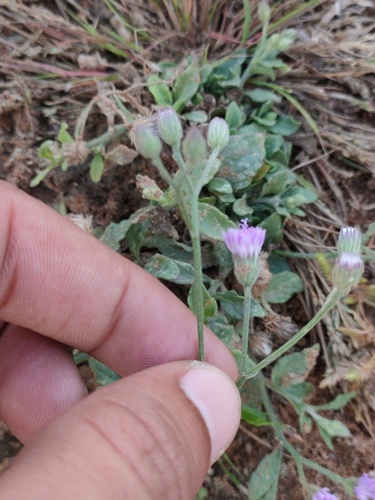 Cyanthillium cinereum observed 2026-10-25