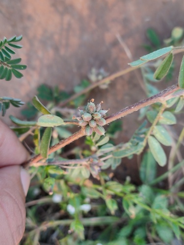 Indigofera linnaei observed 2026-10-25