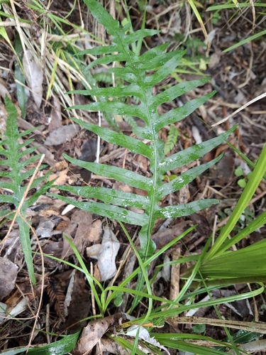 Phymatosorus observed 2026-10-26