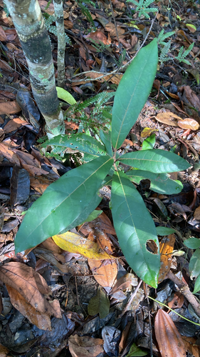 Cryptocarya observed 2026-10-26