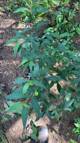 Capsicum observed 2026-10-26