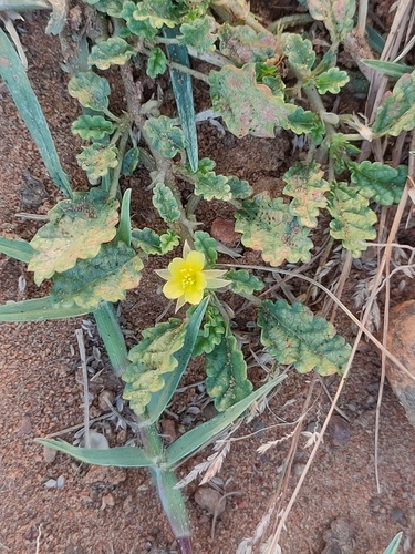 Corchorus observed 2026-10-25