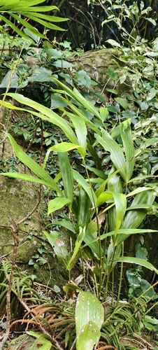 Calamus observed 2026-10-26