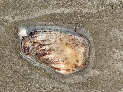 Barbatia observed 2026-10-26