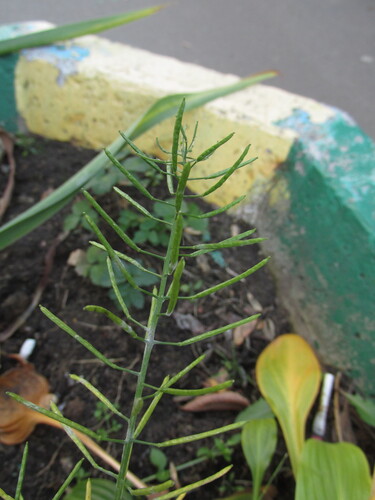 Erysimum cheiranthoides observed 2026-10-25