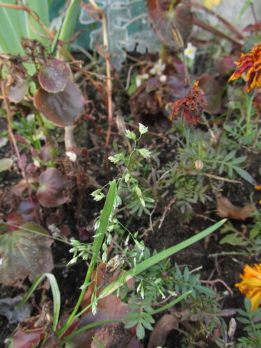 Poa annua observed 2026-10-25