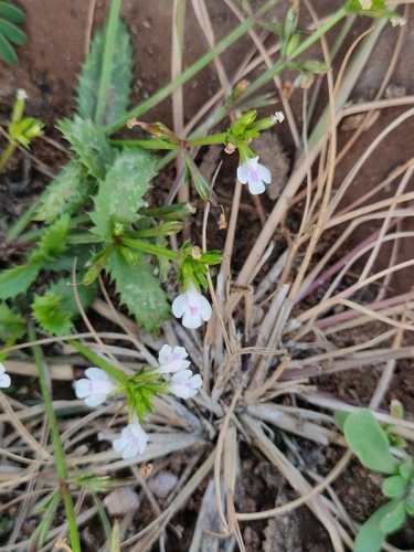 Bonnaya ciliata observed 2026-10-25