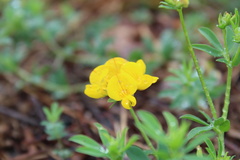 Lotus corniculatus