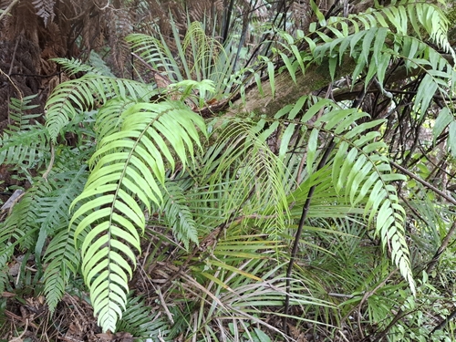 Icarus filiformis observed 2026-10-26