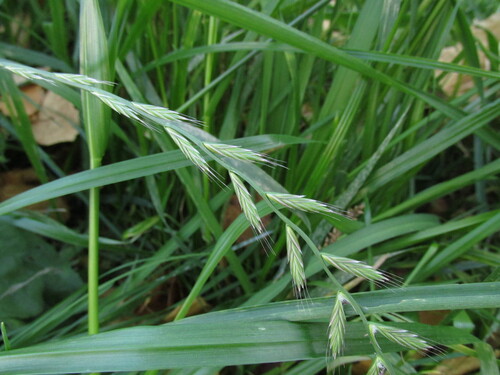 Lolium multiflorum observed 2026-10-25