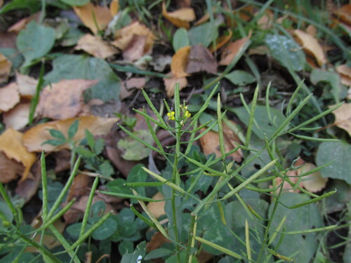 Erysimum cheiranthoides observed 2026-10-25