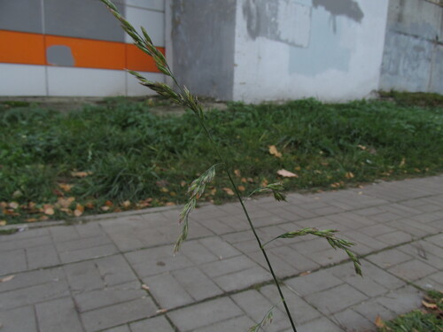 Lolium arundinaceum observed 2026-10-25