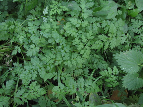 Anthriscus sylvestris observed 2026-10-25
