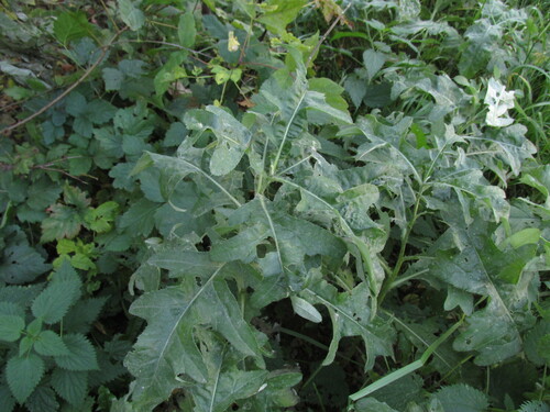 Sonchus arvensis observed 2026-10-25